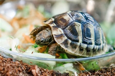 Quieres Una Tortuga Como Mascota Estos Son Los Cuidados Que Necesitan