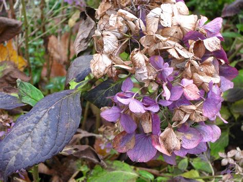 Hydrangea Blossom Bloom - Free photo on Pixabay - Pixabay