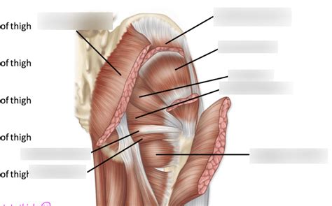 gluteal muscles Diagram | Quizlet