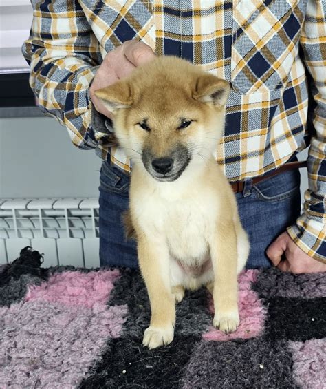 Shiba Inu Szczeni Zkwp Fci Rakowo Olx Pl