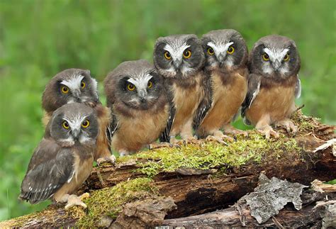 Northern Saw Whet Owl Chicks Photograph By Nick Saunders Fine Art America