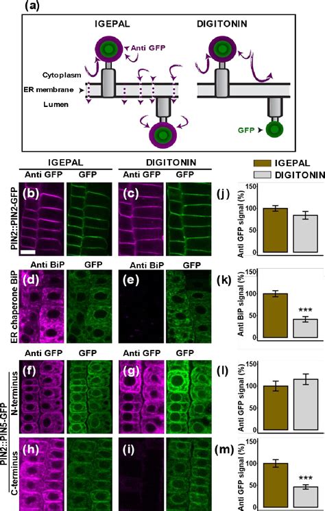 Figure From Auxin Regulates Plant Growth And Development Through Its