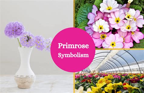 The Symbolic Primrose: Interpreting Its Many Meanings - Symbol Sage