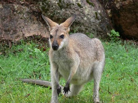 Kangaroo Names: The 200 Most Popular Names for Kangaroos | PetPress