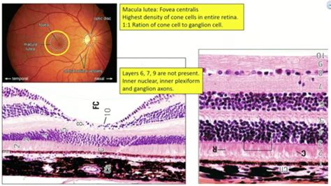 Macula Lutea Histology