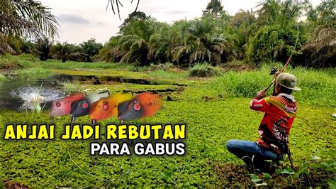 GANASNYA PENGGHUNI RAWA PERKEBUNAN SAWIT CASTING IKAN GABUS APhd