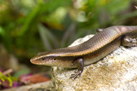 Reptiles/Amphibians - Reptiles/Amphibians - Animal Encyclopedia