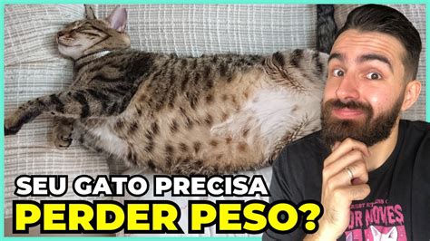 10 Maneiras De Ajudar Seu Gato A Perder Peso YouTube