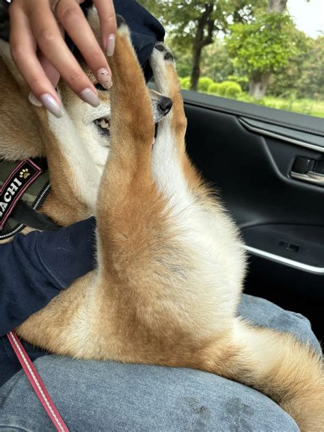 Japanese Shiba Inus Sexy Post Surfing Pose Charms 2 Million Netizens