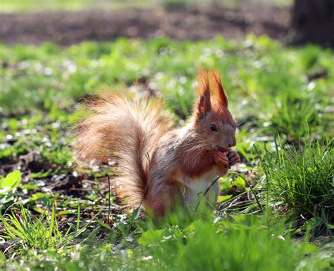 Eichhörnchen Nagetier Tier Kostenloses Foto auf Pixabay Pixabay