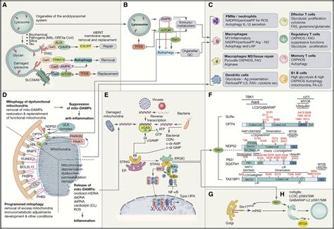 Autophagy in inflammation, infection, and immunometabolism | Autophagy ...