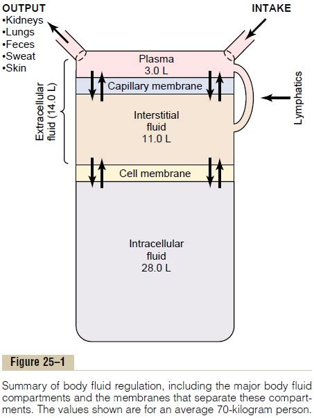 Body Fluid Compartments