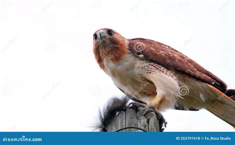 Picture of a falcon. stock photo. Image of predator - 253797418