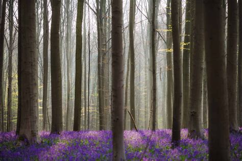 Hallerbos, the Magical Bluebells Forest in Belgium