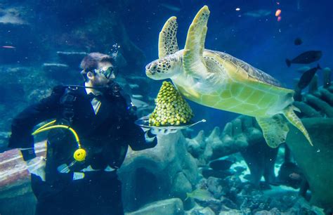 Bestpix The Sea Life London Aquarium Sea Turtles Are Served A Christmas