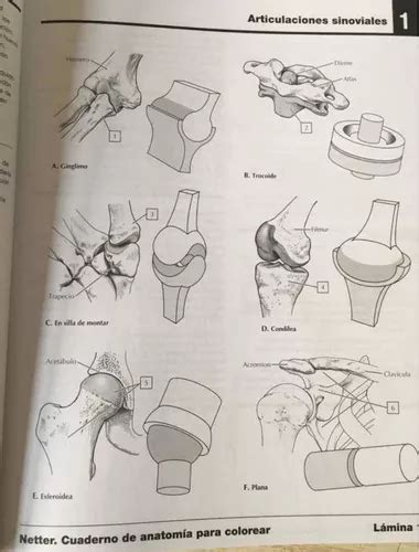 Netter Cuaderno De Anatomía Para Colorear 2a Revisada en venta en