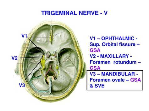 Trigeminal Nerve Foramen