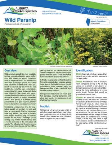 Wild Parsnip Profile And Resources Invasive Species Centre