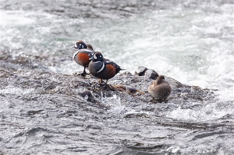 Des Oiseaux Canard Arlequin Faune Photo Gratuite Sur Pixabay Pixabay