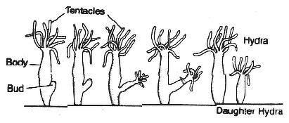 Explain budding in hydra with the help of labelled toppr.com