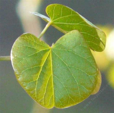 Western Redbud Leaves