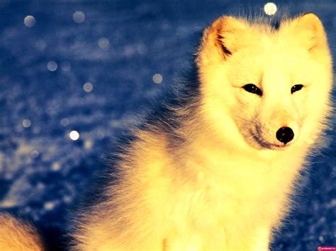 Aesthetic wallpaper Fox, Animals, Arctic Fox 🔥 Free TOP wallpapers