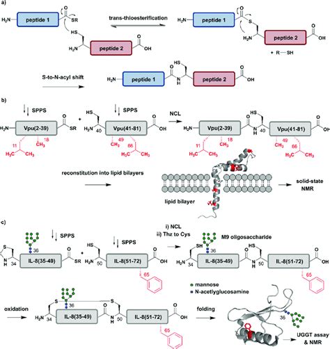 Chemical Protein Synthesis Based On Native Chemical Ligation Ncl For Download Scientific