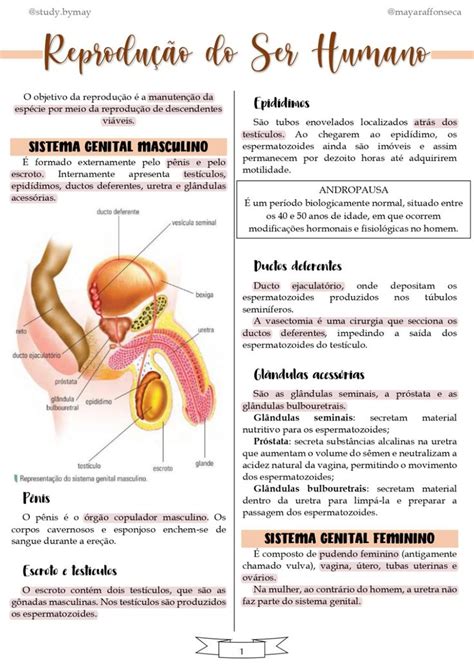 Resumo Reprodu O No Ser Humano Material De Enfermagem Estudos Para