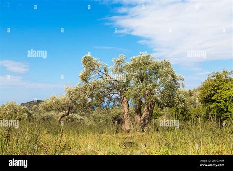 Summer Vacation Background With Greek Island Thassos Olive Trees Blue