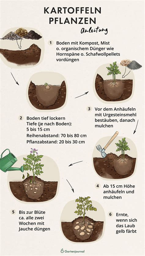 Kartoffeln Pflanzen Wann Und Wie Beet K Bel Und Turm