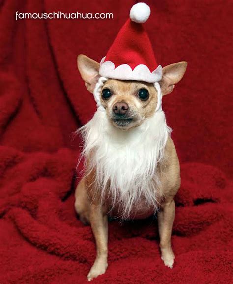 Cute Chihuahuas Dressed Up For Christmas Chihuahua Christmas Contest