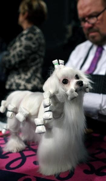 a small white dog standing on top of a table