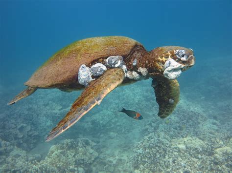 Pollution Linked To Sea Turtle Cancer | Science 2.0