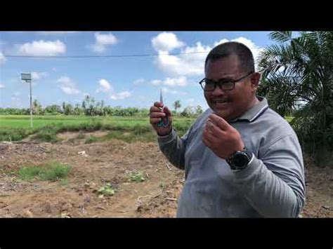 Sunat Labu Untuk Tips Tanam Buah Labu Cara Banyakkan Buah Labu