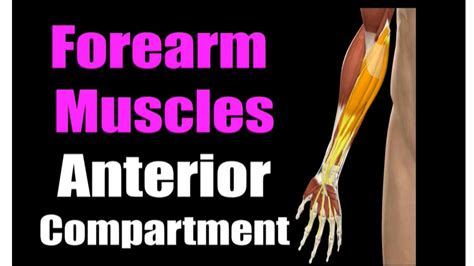 SOLUTION Anterior Compartment Of The Forearm Studypool