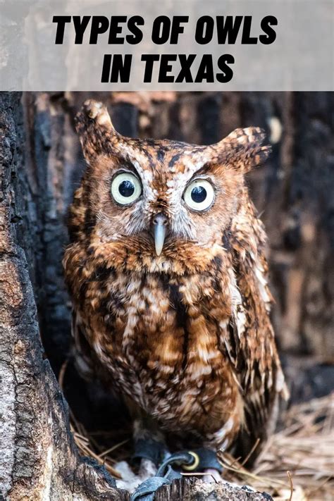 15 Types of Owls in Texas (with Pictures)