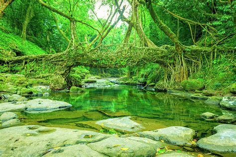 Living Root Bridge Meghalaya India Photograph By Amit Rane Fine Art