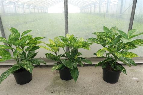 Aucuba japonica 'Variegata' — Plant Wholesale FlorAccess