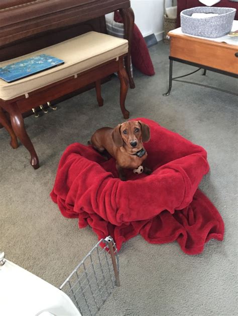 A Small Dog Laying On Top Of A Red Bed In A Living Room Next To A Piano