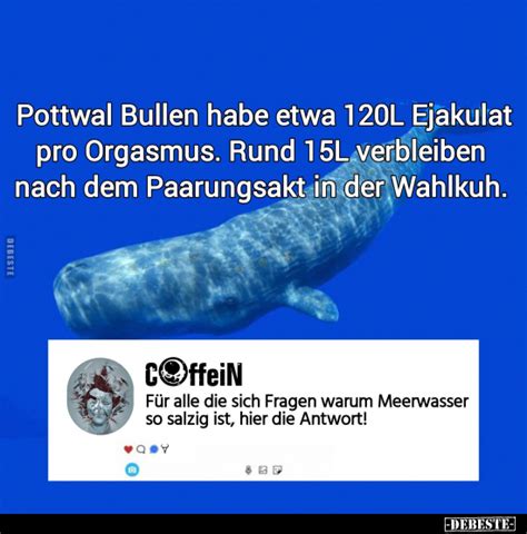 Pottwal Bullen Habe Etwa 120L Ejakulat Pro Orgasmus Rund 15L