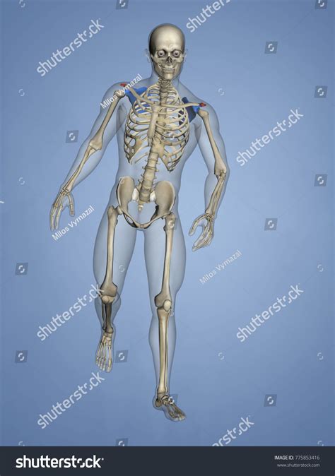 Acromion Scapula Mskelscapulaacromion 18 3d Model Stock Illustration 775853416 Shutterstock