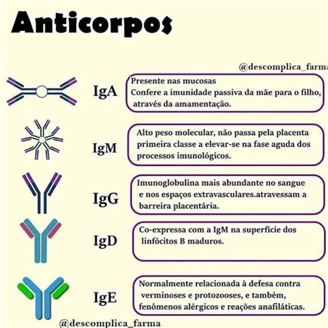 O Que Sao Imunoglobulinas - O Que São Imunoglobulinas - RETOEDU