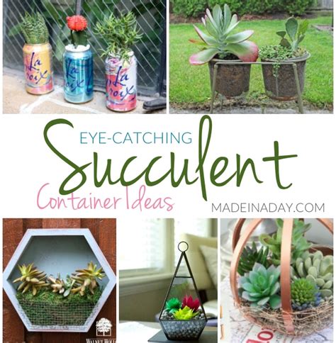 Eye-Catching Succulent Container Ideas | Made In A Day