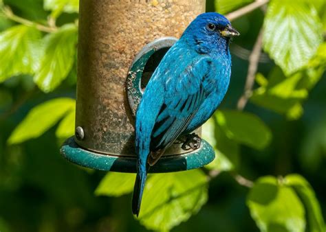 Bird Watching in Wisconsin | The Nature Conservancy