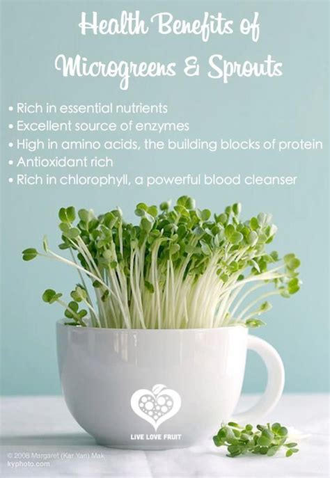 Health Benefits Of Microgreens Sprouts Microgreens Coconut Health