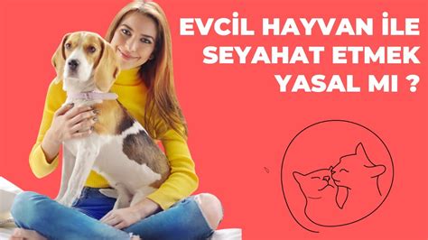 Evc L Hayvan Le Seyahat Etmek Yasal Mi Herkoloji Hukuk