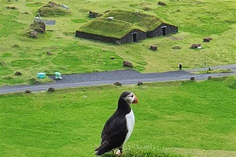 Eyjascooter Puffin Tour In Iceland 2023 Heimaey Island