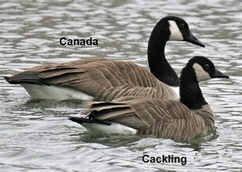 Cackling Goose or Canada Goose? | BirdNote