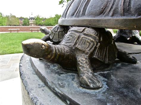 Pin By Lizbeth Kelley On Mother Miami Love And Honor Turtle Animals