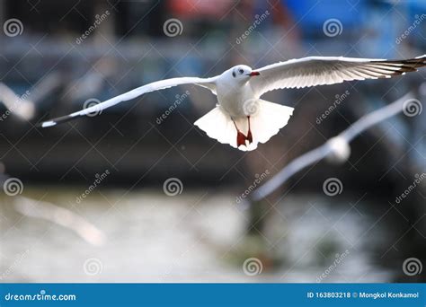 Close Up Seagull Spread Its Wings Beautifully,Seagull Flying at Bangpoo ...